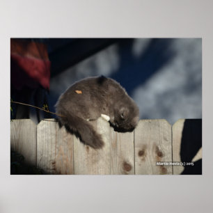Cat on Fence (3) Poster