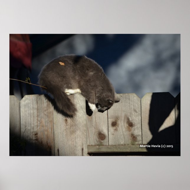 Cat on Fence (4) Poster (Front)