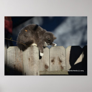Cat on Fence (9) Poster