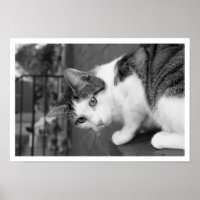 Cat  on Ledge Watching Bird