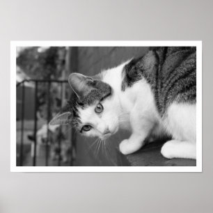 Cat  on Ledge Watching Bird Poster