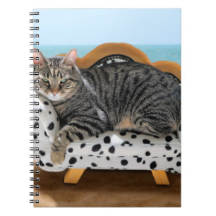 Cat on miniature chaise sofa couch notebook
