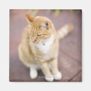 Cat on path to home, close-up (focus on head) magnet