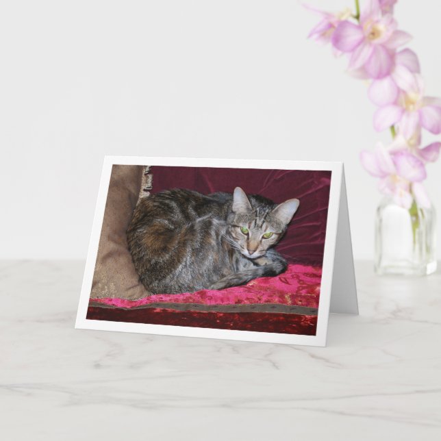 Cat on Red Cushions Card (Orchid)