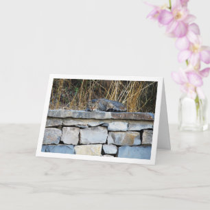 Cat on Rock Wall Card