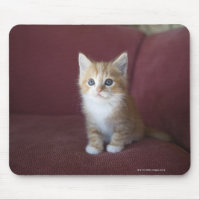 Cat on sofa