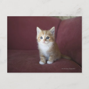 Cat on sofa postcard