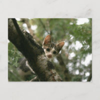 Cat on the tree