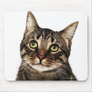 Cat on white background 2 mouse pad