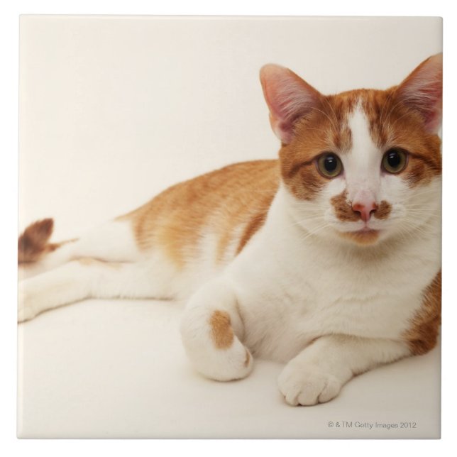 Cat on white background ceramic tile (Front)