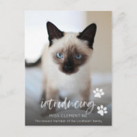 Cat or Kitten Adoption, Introducing New Pet Photo