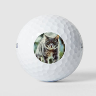 Cat painting golf balls