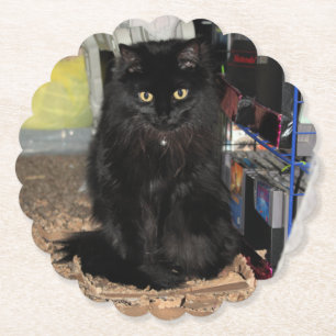 Cat paper coaster