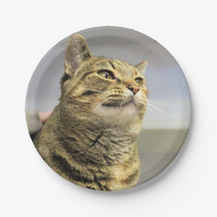 Cat Paper Plate