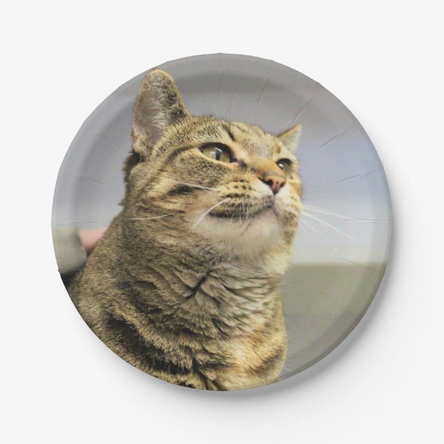 Cat Paper Plate (Front)