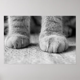 Cat Paws Print