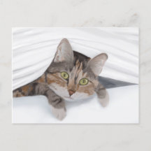 Cat Peeking Out JW
