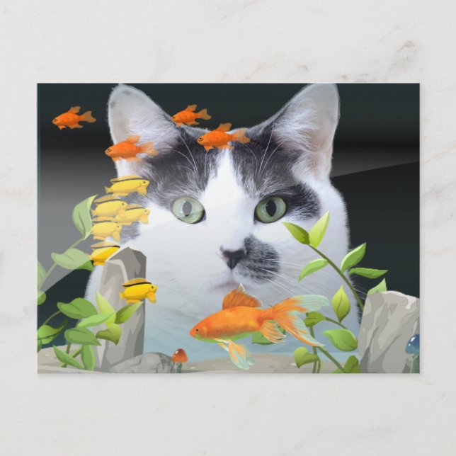 Cat Peering in Fish Tank Postcard (Front)