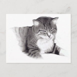 Cat: Pencil Drawing: Original Art Postcard