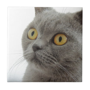 Cat Pet Animal Grumpy Frown Peace Love Destiny Ceramic Tile