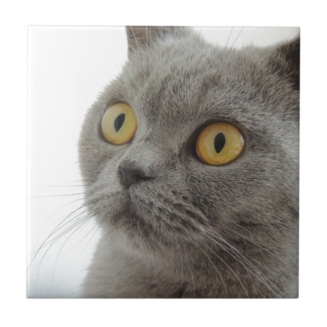 Cat Pet Animal Grumpy Frown Peace Love Destiny Ceramic Tile (Front)