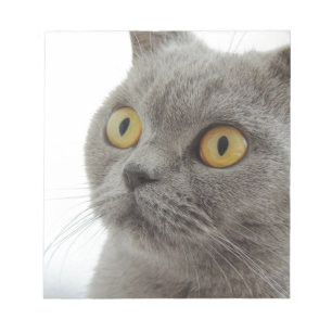 Cat Pet Animal Grumpy Frown Peace Love Destiny Notepad