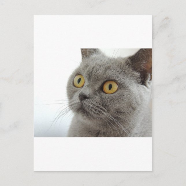 Cat Pet Animal Grumpy Frown Peace Love Destiny Postcard (Front)
