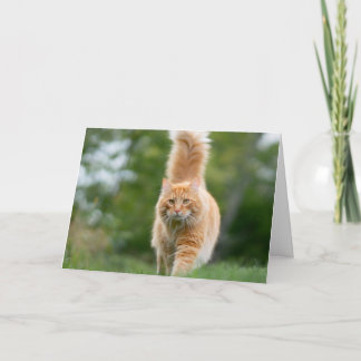 Cat - Pet card