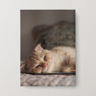 Cat, Pet, Kitten