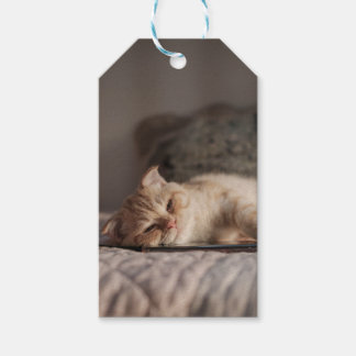 Cat, Pet, Kitten Gift Tags