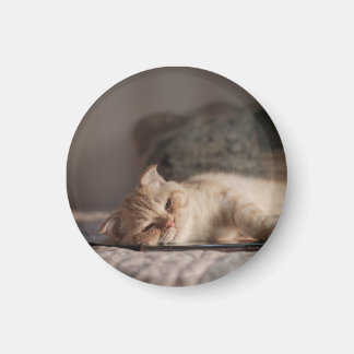 Cat, Pet, Kitten Magnet