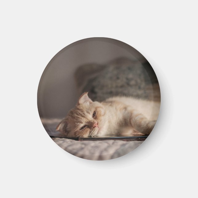 Cat, Pet, Kitten Magnet (Front)