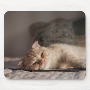 Cat, Pet, Kitten Mouse Pad