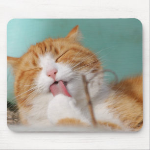 cat, pet, lick,animal mouse pad