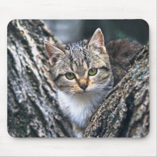 cat, pet, nature mouse pad