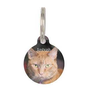 Cat       pet tag