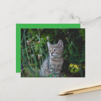 Cat - Pets Map Postcard