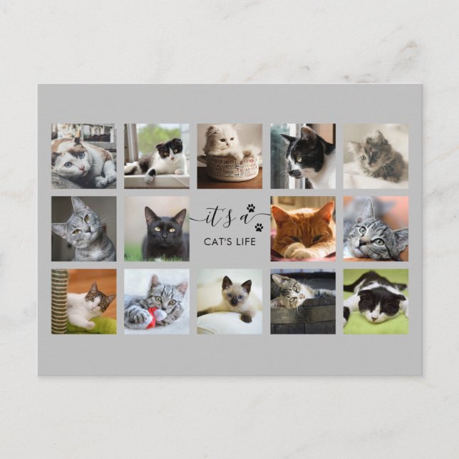 Cat Photo Collage with Paw Prints   Postcard (Front)