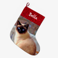 Cat Photo Pet Name Siamese Kitten