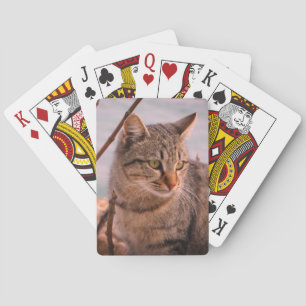 Cat photo   playing cards