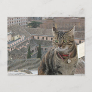 Cat Photo Postcard