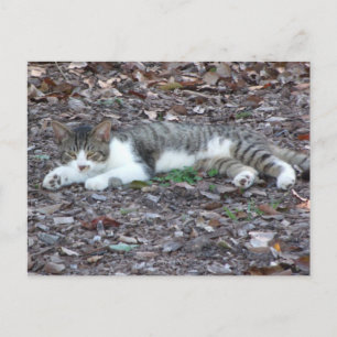 Cat Photo Postcard