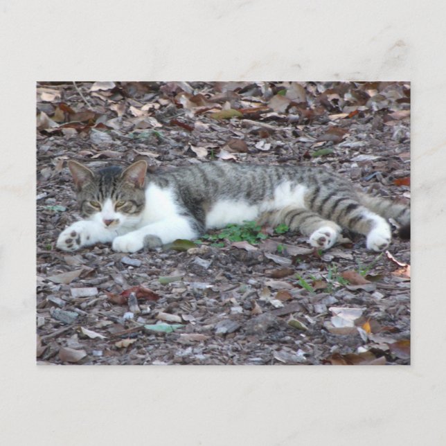 Cat Photo Postcard (Front)