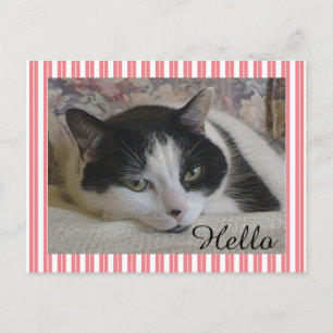 Cat Photo  Postcard