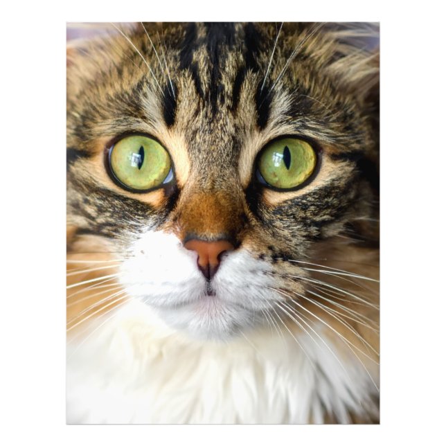 Cat Photo Print (Front)