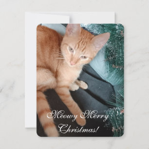 Cat Photo Text, Make Your Own, Christmas Card