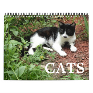Cat Photographs  Calendar