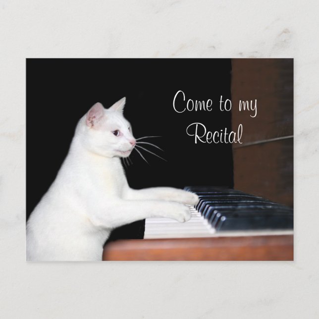 Cat piano recital postcard (Front)