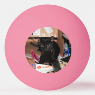 Cat ping pong ball
