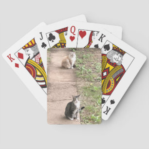 Cat Playing Cards